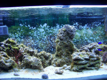 White worms on the glass and floating around  REEF2REEF Saltwater and Reef  Aquarium Forum