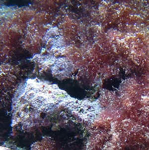 Submerged Trash Adds Welcome Pop Of Color To Bleached Coral Reef