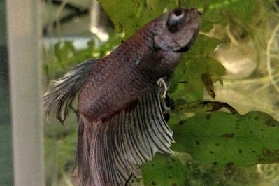 Anchor worms hotsell betta fish