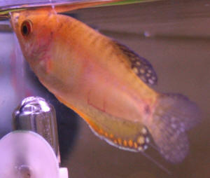 Albino Fighting Fish