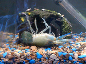 baby blue crayfish