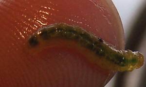 Bloodworms. (midge larvae) is common life food for aquarium fish