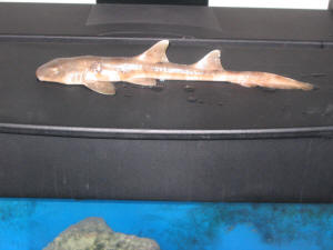 Bamboo Shark Care