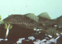 http://wetwebmedia.com/CatfishesPIX/Loricariids/Hypostomus_plecostomusAQ.jpg