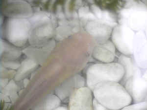 Baby Channel Catfish