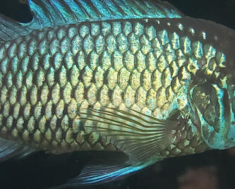 FAQs on Cichlid Disease 4