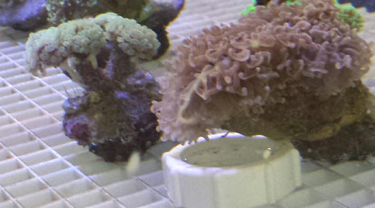 Hammer Branch Coral (Euphyllia parancora) Saltwater Coral For Sale