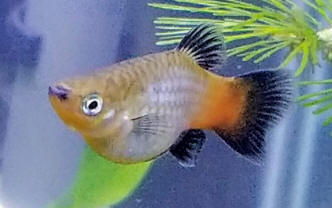 Fish and Eggs - Here is a Pregnant Mickey Mouse Platy. They have