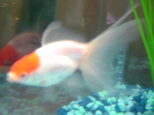 Man In Japan Has 3m-Long Aquarium In His House That He Swims In — Yes, With  His Fish - 8days