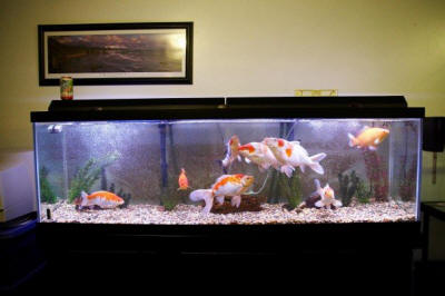 30 gallon aquarium setup for two fancy goldfish - Black Moor and Red Cap  Oranda. Real rocks from a st…