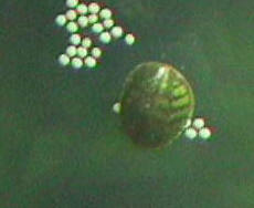 Fish tank hotsell snails breeding