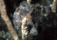 http://www.wetwebmedia.com/Antennariiforms/Anglerfishes/A.%20pictus/Antennarius_pictusKKBRGray.jpg