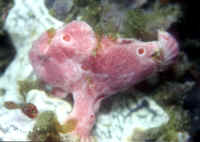 http://www.wetwebmedia.com/Antennariiforms/Anglerfishes/A.%20pictus/Antennarius_pictusKBRPnk.jpg