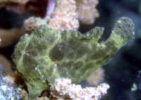 http://www.wetwebmedia.com/Antennariiforms/Anglerfishes/A.%20pictus/Antennarius_pictusKBRGrn.jpg