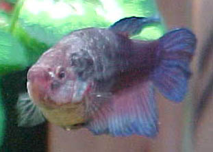 Fat Betta Fish