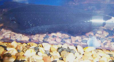 White spots on my fishes' tails  Freshwater Fish Disease and