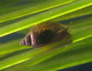 tiny snails in fish tank