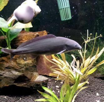 freshwater dolphin fish care