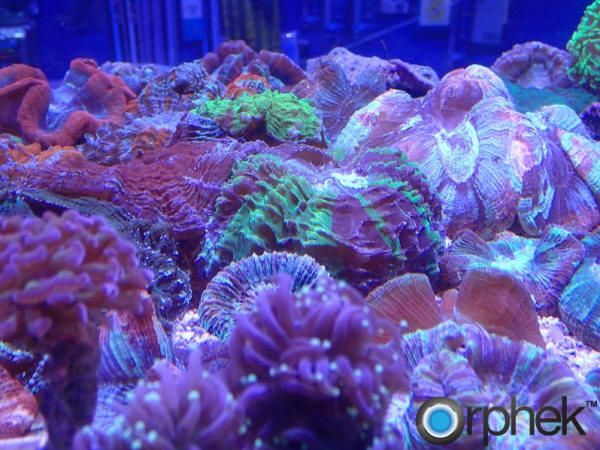 Orphek PR72 Brain corals