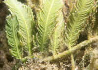 http://wetwebmedia.com/Algae%20and%20Plt%20Pix/Green%20Algae/Caulerpa%20PIX/Caulerpa_sertularoidesBEL.jpg