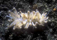 http://wetwebmedia.com/MolluscPIX/Gastropods/Opistobranchs%20Sea%20Slugs/Nudibranchs/Phyllodesmium/Phyllodesmium_hyalinum_KBR.jpg