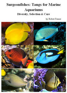 Powder Blue Tangs & Emperor Angelfish: Two Common Fish That New Reefkeepers  Should Avoid, Reef Builders