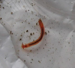 Anchor Worms in Freshwater Fish