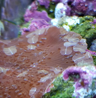 Most painless Damsel removal?  REEF2REEF Saltwater and Reef Aquarium Forum