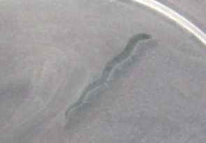 translucent small clear worm