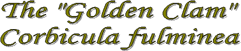 The "Golden Clam"
Corbicula fulminea
