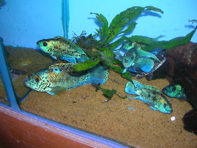 central american cichlids